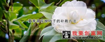 夏季茶花掉叶子的补救方法