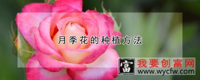 月季花的<a href=https://www.wycfw.com/e/tags/?tagid=232 target=_blank class=infotextkey>种植方法</a>