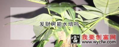 发财树能水培吗