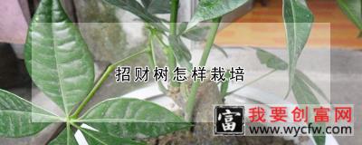 招财树怎样栽培