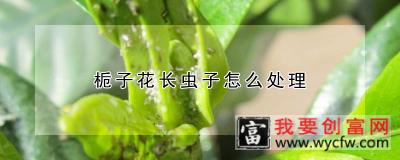 栀子花长虫子怎么处理