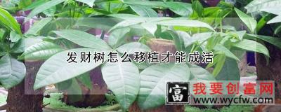 发财树怎么移植才能成活