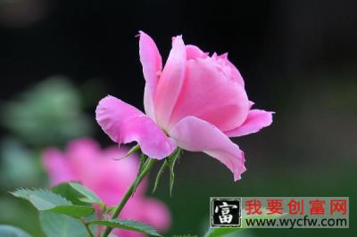 月季花是什么样子