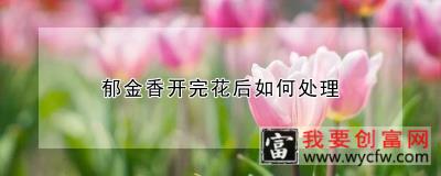 郁金香开完花后如何处理