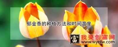 郁金香的种植方法和时间温度