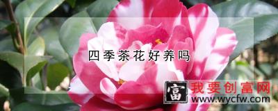 四季茶花好养吗