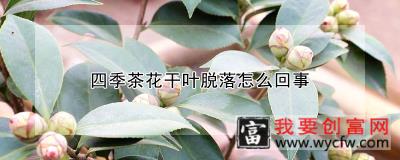 四季茶花干叶脱落怎么回事