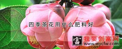 四季茶花用什么<a href=https://www.wycfw.com/zhongzhi/xg/fl/ target=_blank class=infotextkey><a href=https://www.wycfw.com/zhongzhi/xg/fl/ target=_blank class=infotextkey>肥料</a></a>好