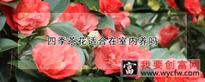 四季茶花适合在室内养吗