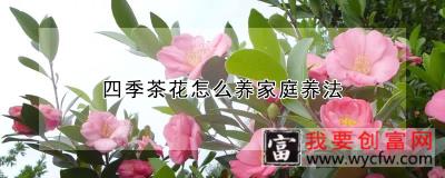 四季茶花怎么养家庭养法