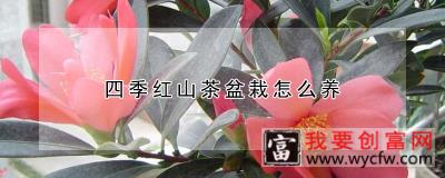 四季红山茶盆栽怎么养