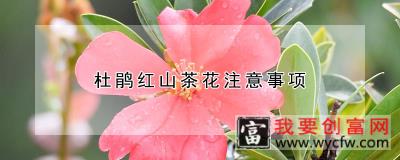 杜鹃红山茶花注意事项