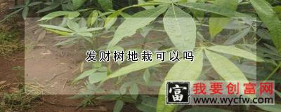 发财树地栽可以吗