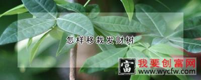 怎样移栽发财树