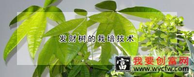 发财树的<a href=https:/www.wycfw.com/e/tags/?tagid=230 target=_blank class=infotextkey>栽培技术</a>