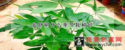 发财树什么季节栽种好