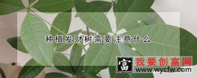 种植发财树需要注意什么