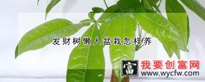 发财树懒人盆栽怎样养