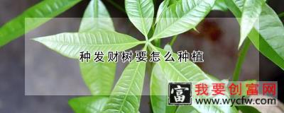 种发财树要怎么种植