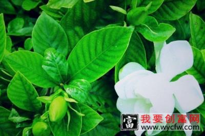 栀子花光长叶不开花什么原因