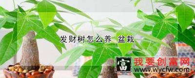 发财树怎么养 盆栽