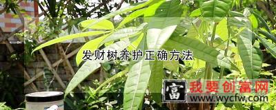 发财树养护正确方法