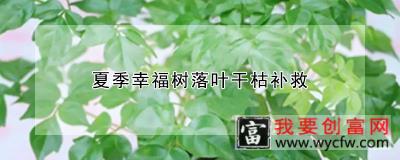 夏季幸福树落叶干枯补救