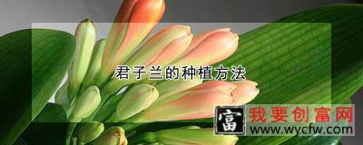 君子兰的<a href=https://www.wycfw.com/e/tags/?tagid=232 target=_blank class=infotextkey>种植方法</a>