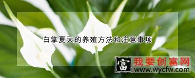 白掌夏天的养殖方法和注意事项