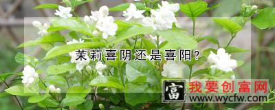 茉莉喜阴还是喜阳？