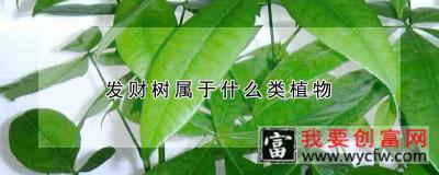 发财树属于什么类植物