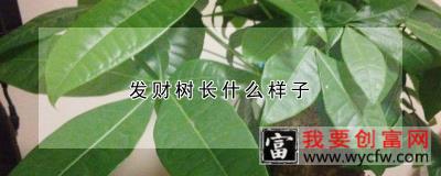 发财树长什么样子