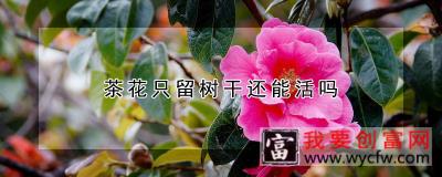 茶花只留树干还能活吗