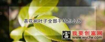 茶花树叶子全部干枯怎么办