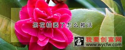 茶花枯萎了怎么救活