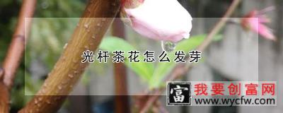 光杆茶花怎么发芽