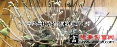 茶花光杆了多久可以重新长叶