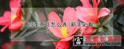 四季茶花怎么养(新手必看)