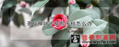 茶花掉叶子花苞干枯怎么办