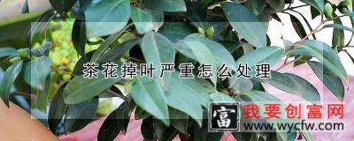 茶花掉叶严重怎么处理