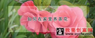 如何在家里养茶花