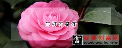 怎样养茶花