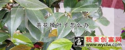 茶花掉叶子怎么办