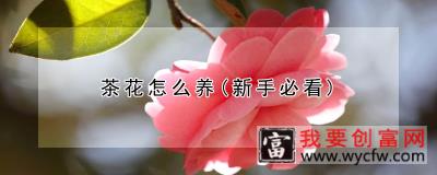 茶花怎么养(新手必看)