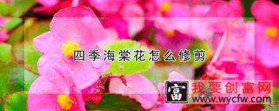 四季海棠花怎么修剪