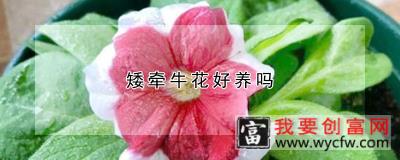 矮牵牛花好养吗