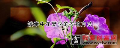 矮牵牛花夏季的养殖方法