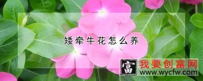 矮牵牛花怎么养