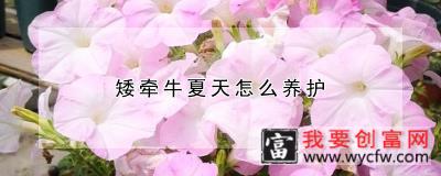 矮牵牛夏天怎么养护