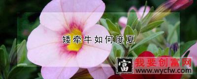 矮牵牛如何度夏